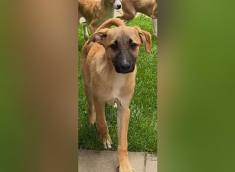 ♥HAGRID♥ neu auf Pflegestelle bei Köln - wunderschöner, verspielter Welpe 45 cm (wachsend)