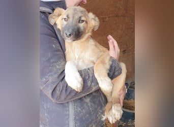 ♥LORD♥ ganz niedlicher,sehr lieber Junghund,der in einem dunklen Zwinger hocken muss-wird mittelgroß