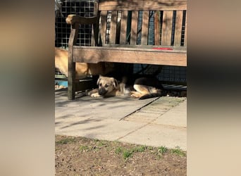 ♥DINA♥ auf Pflegestelle bei Köln-hübsches, liebes, verspieltes Welpenmädchen 42cm