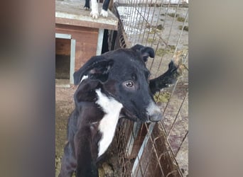 ♥MIRU♥ bezaubernder, lieber, zutraulicher, fröhlicher Jungrüde, der alles richtig machen möchte 47cm