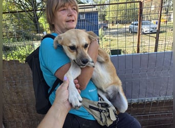 ♥CORA♥ elegante, ruhige, feinsinnige Hündin, die in sich ruht 45 cm