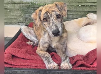 ♥NICKY♥ auf Pflegestelle bei Köln - hübsche, verschmuste, aufgeweckte Juniorin 45 cm