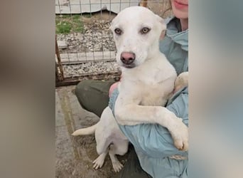 ♥LUCY♥ sportliche, lebenslustige, sehr menschenbezogene Junghündin 45 cm