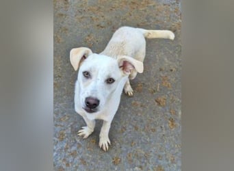 ♥LUCY♥ sportliche, lebenslustige, sehr menschenbezogene Junghündin 45 cm