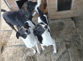 ♥SIMON♥ sehr menschenbezogener, hübscher Junghund, der als Familienhund geeignet ist 45 cm