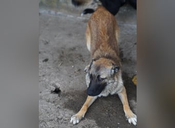 ⭐️TASCHA⭐️, liebes Hundemädchen, 1 Jahr, 50 cm, Mischling, Tierschutz Rumänien