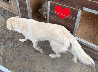 ♥ELLA♥ besonders hübsche, sanfte, noch vorsichtige Hündin 49 cm