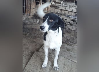 ♥SANCHO♥ wunderbarer, hübscher, anhänglicher, sensibler Jungrüde 48 cm