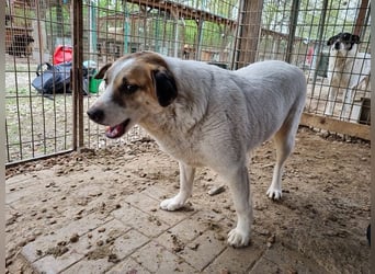 ♥MONTANA♥ süße, unkomplizierte, liebe, ruhige Hündin, die schon 2 Jahre im Tierheim wartet 49 cm