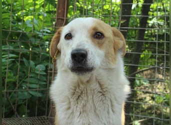 ♥ALAN♥ hübscher, offener, liebe Seele von Hund 45 cm