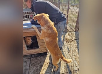 ♥SANTOS♥ anhänglicher, fröhlicher, aktiver, ganz toller Rüde 44 cm