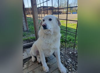 ♥JANOSCH♥ hübscher, sehr lieber, anfangs noch vorsichtiger Labrador-Mix-Rüde 48 cm