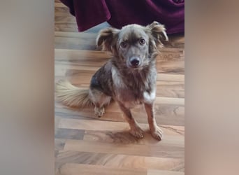 ♥BRUNJA♥ verliert ihr Zuhause bei Köln - ganz menschenbezogene, aktive Junghündin 45cm