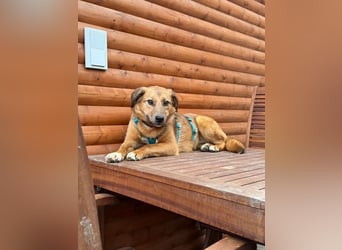 ♥BECKY♥ auf Pflegestelle in Köln - zuckersüße, hübsche, noch vorsichtige Hündin 45cm