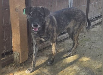 ♥MABLE♥ wunderschöne braun gestromte, ganz liebe, anfangs noch etwas vorsichtige Hündin 47 cm