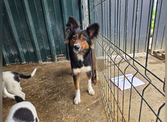 ♥SALOME♥ neu auf Pflegestelle bei Leverkusen - bildhübsche, sensible, kluge Hundemama 49cm