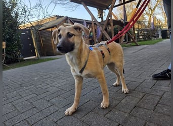 ♥DIDI♥ auf Pflegestelle bei Köln - bezaubernder, verspielter Welpenjunge 44cm - wird mittelgroß