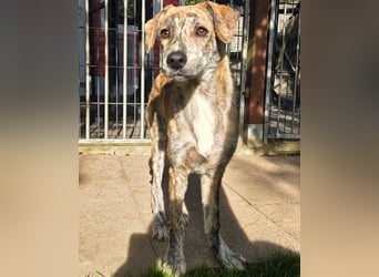 ♥NICKY♥ auf Pflegestelle bei Köln - hübsche, verschmuste, aufgeweckte Juniorin 45 cm