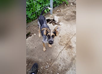 ⭐️ANDOR ⭐️, süßer Sonnenschein, Welpe, 6 Monate, 43 cm, Mischling, Tierschutz Rumänien