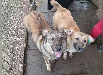 ♥ALISON♥ bezaubernde, verschmuste Junghündin voller Lebensfreude 49 cm