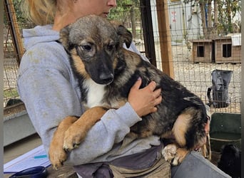 ♥CARINO♥ ganz süßer, lieber, nicht aufdringlicher und ruhiger Junior 48 cm