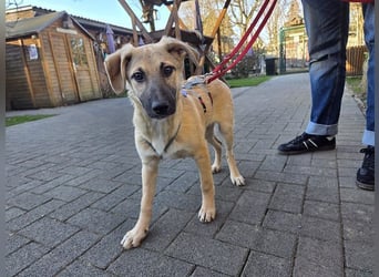 ♥DIDI♥ auf Pflegestelle bei Köln - bezaubernder, verspielter Welpenjunge 44cm - wird mittelgroß