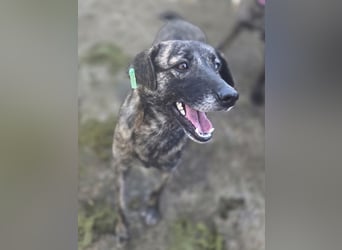 ♥MABLE♥ wunderschöne braun gestromte, ganz liebe, anfangs noch etwas vorsichtige Hündin 47 cm