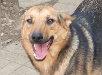 ♥MALAIKA♥ wunderschöne, fröhliche, aktive Hündin mit ganz viel Charme 50 cm