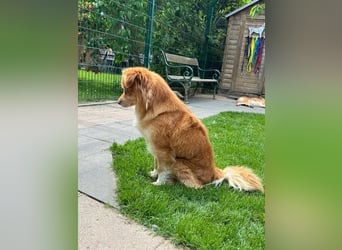 ♥BENNY♥ auf Pflegestelle bei Köln - süßer, ganz menschenbezogener Rüde 42cm
