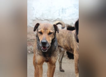 ⭐️ZITA⭐️, treue Seele, Hündin, 4 Jahre, 44 cm, Mischling, Tierschutz Rumänien