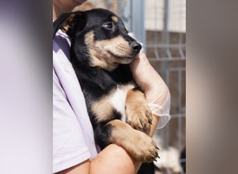 ⭐️Mila⭐️, zum Verlieben, Welpe, Hündin, 3 Monate, 25 cm (im Wachstum), Mischling, Tierschutz Rumänie