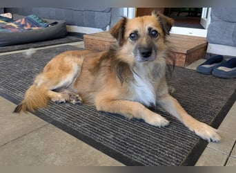 ♥DIDRIK♥ auf Pflegestelle bei Köln - süßer, lieber, dankbarer, blinder Purzel 45 cm