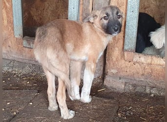 ♥LORD♥ ganz niedlicher,sehr lieber Junghund,der in einem dunklen Zwinger hocken muss-wird mittelgroß