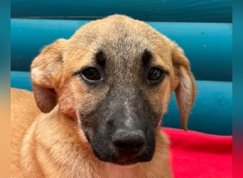 ♥HAGRID♥ neu auf Pflegestelle bei Köln - wunderschöner, verspielter Welpe 45 cm (wachsend)
