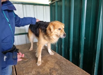 ♥FLICK♥ neu auf Pflegestelle bei Köln - wunderschöner, ganz verschmuster und aktiver Rüde 50 cm