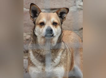 ⭐️KODA⭐️, vorsichtiger Rüde, 4,5 Jahre, 45 cm, Mischling, Tierschutz Rumänien