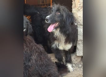 ⭐️GIAN⭐️, toller Begleiter, Rüde, 1 Jahr, 50 cm, Mischling, Tierschutz Rumänien