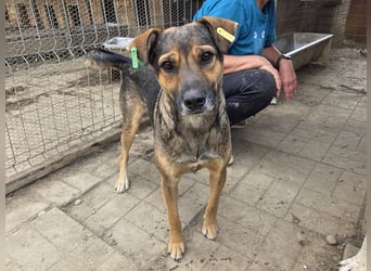 ♥BEN♥ Traumhund mit wundervollem Charakter, der auf seine Menschen wartet 49 cm