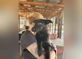 ♥BLACKY♥ wunderschöne, sanfte, sensible Seele, die schon so erschöpft ist 41 cm