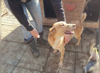 ♥SANTOS♥ anhänglicher, fröhlicher, aktiver, ganz toller Rüde 44 cm