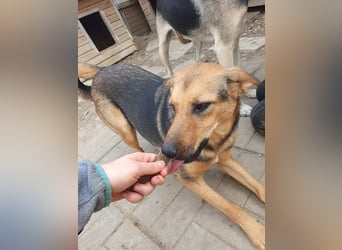 ♥MALAIKA♥ wunderschöne, fröhliche, aktive Hündin mit ganz viel Charme 50 cm