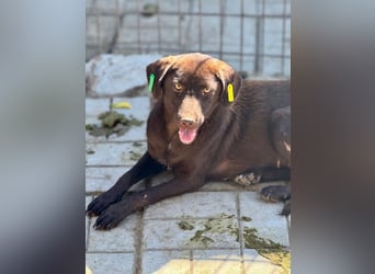 ♥MISSY♥ ab 15. Aug auf Pflegestelle in Köln - süße, zierliche, noch etwas vorsichtige Hündin 45cm