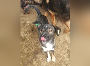 ♥HEIKO♥ zarter, ganz verschmuster und menschenbezogener Jungrüde 49 cm