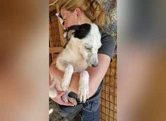 ♥KOBOLD♥ hübscher, sehr lieber Rüde 45 cm - wer schenkt ihm ein Zuhause?