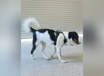 SOARE, aktiver Rüde, Pflegestelle Duisburg, 6 Monate, 50 cm, Tierschutz Rumänien