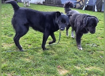 ♥KINDRA♥ neu auf Pflegestelle bei Köln - süße, verschmuste und unkomplizierte Hündin 50 cm