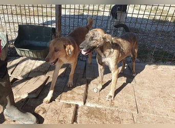 ♥JOELINA♥ super liebe, verschmuste hübsche gestromte Hündin 49 cm