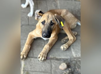 ♥ELVIS♥er bringt alles mit,was man sich wünschen kann: ruhig, sehr menschenbezogenen, liebevoll 48cm