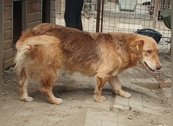 ♥CESAR♥ sehr menschenbezogener Rüde, der wie ein tiefergelegter Golden Retriever wirkt 45 cm