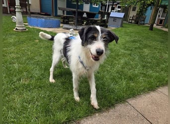 ♥FLORENCE♥ neu auf Pflegestelle in Köln - bezaubernde, anfangs noch vorsichtige Hündin 47 cm